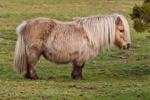 1280px-Shetland_Pony_on_Belstone_Common,_Dartmoor